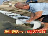 北京冬季哪里可以放生，北京规定在湿地随意放生可罚50万