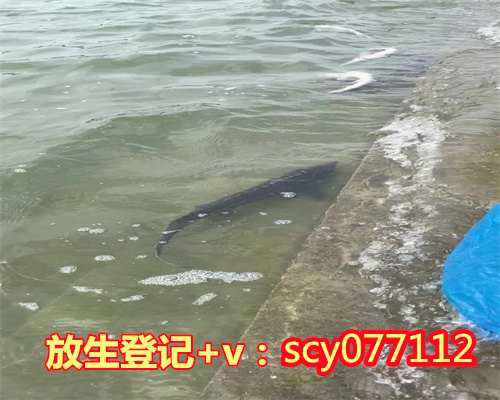 河南最佳放生,河南放生一般在哪里,河南放生园放生刺猬