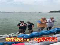 深圳哪里放生草龟