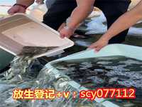 北京八大处放生组织，甘地铜像在北京落成