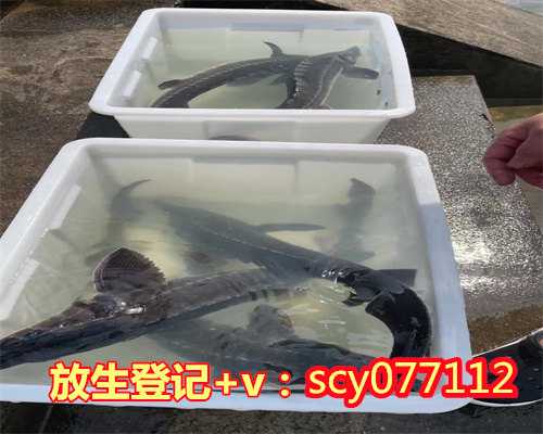 河南哪里可以放生金鱼